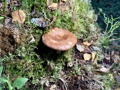 Pseudoclitocybe cyathiformis