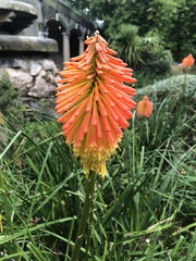Kniphofia uvaria