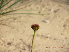 Helianthus radula