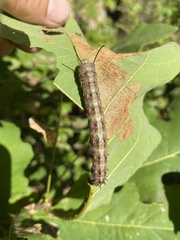Anisota virginiensis
