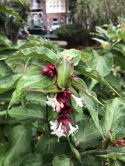 Leycesteria formosa