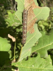Anisota virginiensis