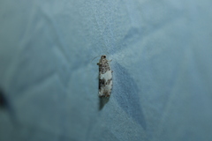 Pseudosciaphila duplex