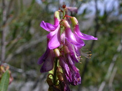 Hedysarum hedysaroides hedysaroides
