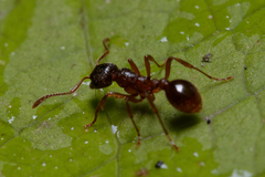 Myrmica