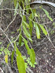 Coptosperma supra-axillare