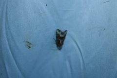 Oligia strigilis