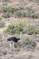 Struthio camelus australis