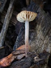 Gymnopus villosipes image