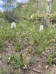 Bistorta bistortoides