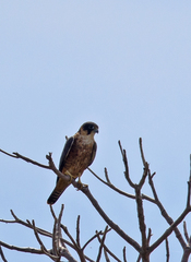 Falco longipennis