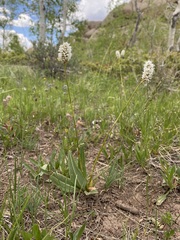 Bistorta bistortoides