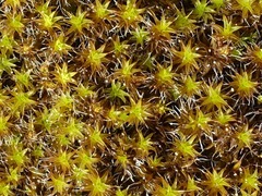 Syntrichia ruraliformis
