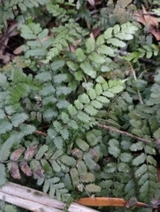 Blechnum filiforme