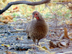Pternistis swainsonii swainsonii