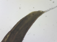 Syntrichia ruraliformis