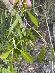 Coptosperma supra-axillare