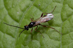 Proctotrupidae