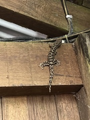 Thecadactylus rapicauda