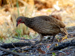 Pternistis swainsonii swainsonii