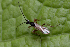 Proctotrupidae