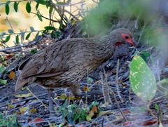 Pternistis swainsonii swainsonii
