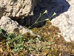 Heliosperma pusillum