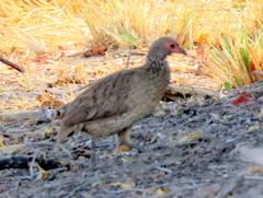 Pternistis swainsonii swainsonii