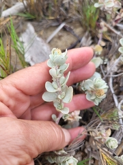 Extriplex californica