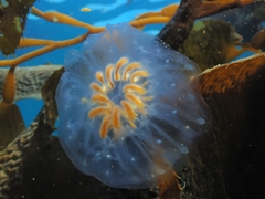 Cyclosalpa affinis