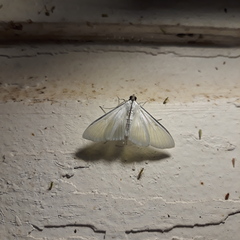 Palpita flegia