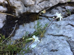 Heliosperma pusillum