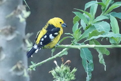 Pheucticus chrysogaster