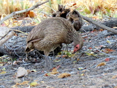 Pternistis swainsonii swainsonii