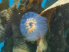 Cyclosalpa affinis