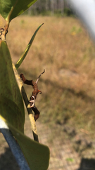 Phyprosopus callitrichoides