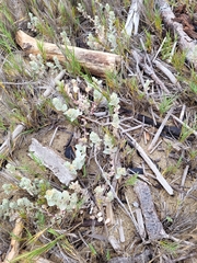 Extriplex californica