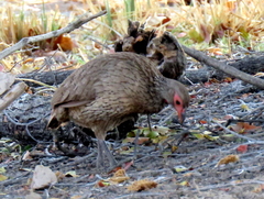 Pternistis swainsonii swainsonii