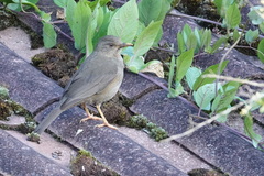 Turdus chiguanco