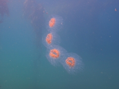 Cyclosalpa affinis