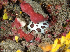 Peltodoris atromaculata