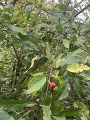 Malus coronaria