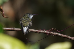 Elliotomyia chionogaster