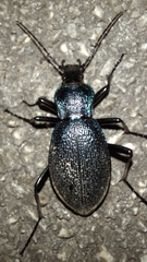Carabus caelatus