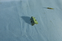 Leuconycta diphteroides