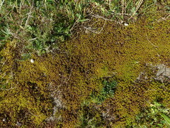 Syntrichia ruraliformis