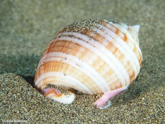 Semicassis undulata