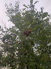 Malus coronaria