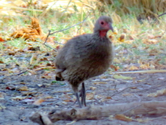 Pternistis swainsonii swainsonii