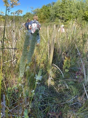 Sanguisorba canadensis